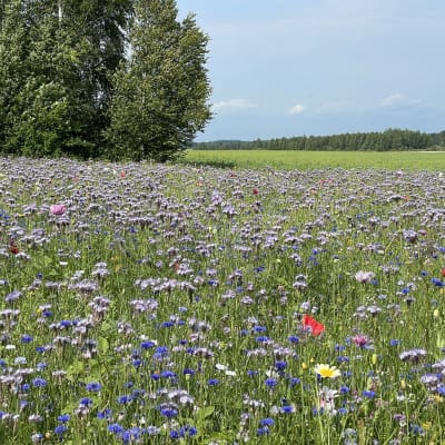 Monilajinen kukkapelto pölyttäjille, taustalla koivikkoa ja tasaista herneviljelmää.