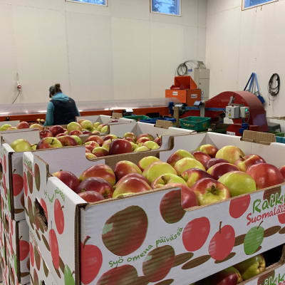 Rödgröna äpplen i lådor, i bakgrunden en sorteringsmaskin.