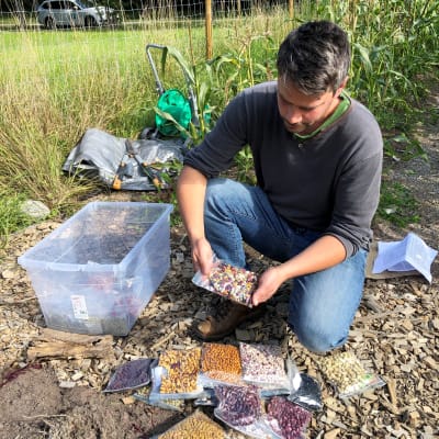 Tutkija Valter Weijola esittelee muovipuseissa olevaa keittopapu ja hernesatoa Turun kasvitieteellisessä puutarhassa.