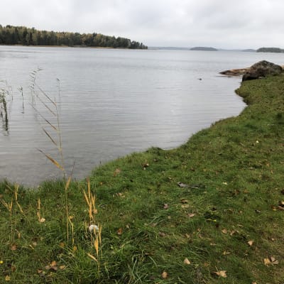 En gräsbeklädd strand med höstlöv i gräset. Vass i vattnet i viken och holmar i horisonten. Det är höst och mulet.