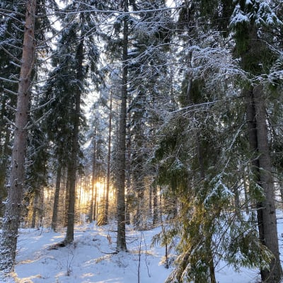 Solsken som syns genom en gles snöig skog. Många av träden är granar.