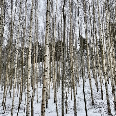 En björkdunge. Tunna björkar växer tillsammans. I bakgrunden syns annan skog. Snö, vinter.