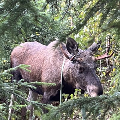 Hirvi on sarvistaan kiinni metalliaidassa.