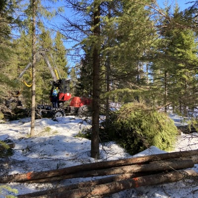 En skogsmaskin plockar upp träd som fällts i en skog.
