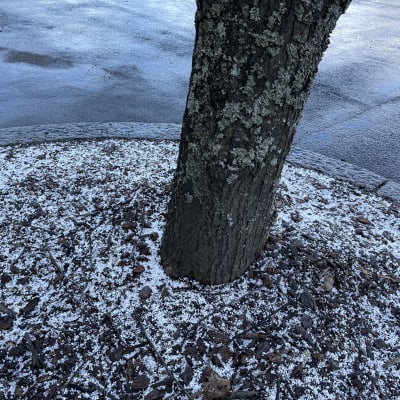 Lite snö ligger kring en trädstam.