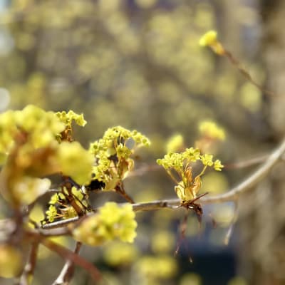 Närbild av en lönn som blommar i maj.