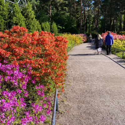 En grusväg kantas av färgglada blommande buskar. 