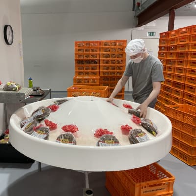 Nuori mies pakkaa leipomossa leipiä laatikoihin pussituksen jälkeen pyörivältä keräilyalustalta.