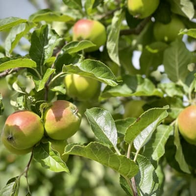 punertavia omenanraakileita puussa