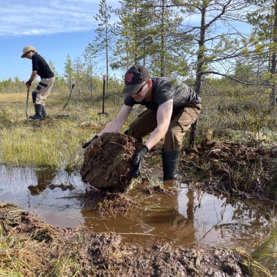 Kaksi ihmistä ennallistamassa suota. Etualalla mies siirtää ojastaa turvepaakkua, taustalla nainen lapion kanssa.