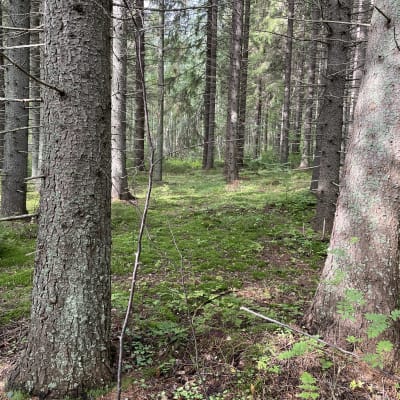 Vierevänniemen kuusivanhukset seisovat ehjällä metsäpohjalla.