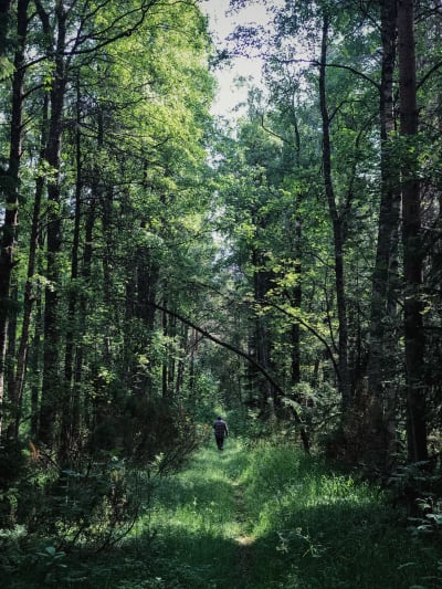Polku metsän keskellä, kaukana näkyy ihminen hyvin pienenä kulkemassa selin kameraan, metsä kaartuu yläpuolelle.