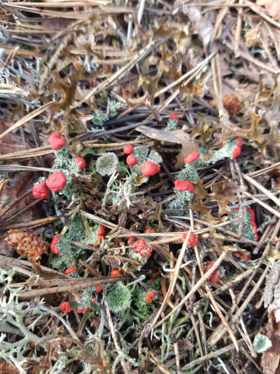 Röd lava i skogen