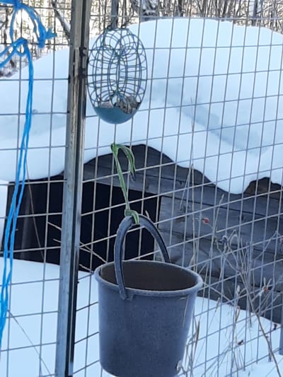 lukija keksi laittaa lintujen ruokintapisteen alle ämpärin, kun rotat olivat riesana. 