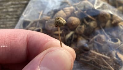 Etualalla yksittäinen kuivattu suippumadonlakki peukalon ja etusormen välissä, taustalla minigrip-pussi täynnä samoja sieniä.