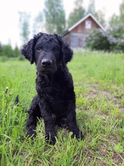 En svart hundvalp med krullig päls sitter på en gräsmatta och tittar nyfiket mot kameran.