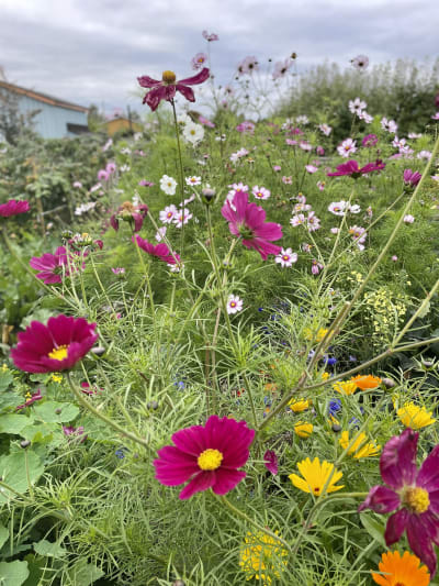 Blommor.