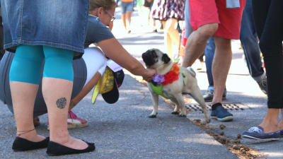 Mops med krans runt halsen deltar i paraden i Hangö Pride.