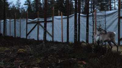 En skogsren står i en inhägnad i Storå.