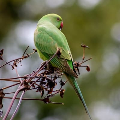 Grön fågel med röd näbb sitter på en brun gren.