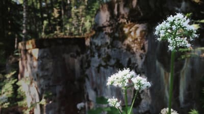 Etualalla valkoinen koiranputki, taustalla sammaloitunut kivirakennelma, Varjakansaaren vanhan sahan jäänteitä.