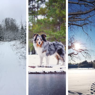 Collage på läsarnas vinterbilder.