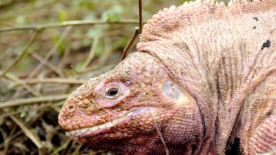 Den ljusröda iguanen på Galapagos hotas av vulkanutbrott.