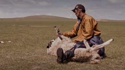 Närbild på en man på stäppen som ska slakta ett får.