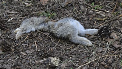En död kanin