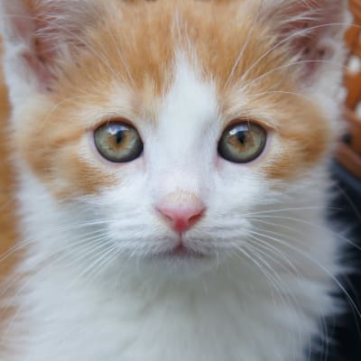 Porträttbild på kattunge. 