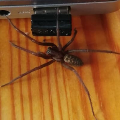 Tre bilder på en stor spindel med avlång kropp och kraftiga ben.