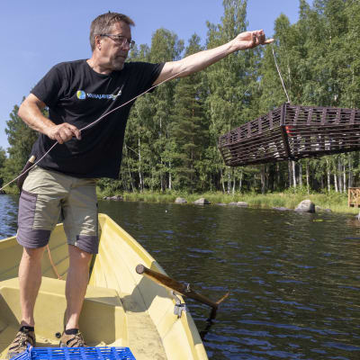 Vanajavesikeskuksen projektipäällikkö Mika Soramäki roikottaa rapumertaa veneessä veden päällä.