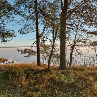 Kaunis rantamaisema Ilomantsin Nuorajärveltä Muokonsaaren rannalta kevättalven auringossa, saari on sula mutta järvi jäässä.
