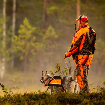 Jägare klädd i orange och kamouflerat står med hund iförd reflexväst med ryggen mot kameran i skogen.
