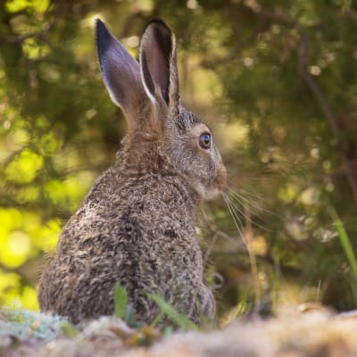 En hare sitter på en klippa, suddig lave och mossa i förgrunden