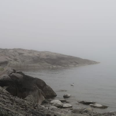 Dimma i Nystads skärgård, södra Bottenhavet, maj 2020. 