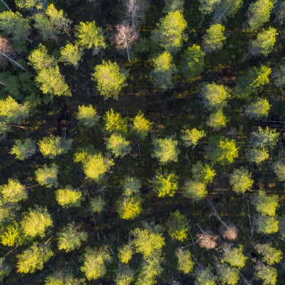 metsä ylhäältä päin siistitty harvaa metsää