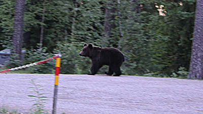 Björnen besöker Borgå