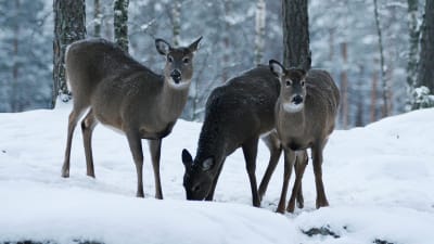 Från urpsrungligen fem donerade vitsvanskalvar har stammen vuxit kraftigt i södra Finland. 