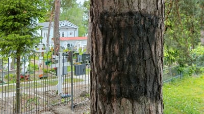 Träd vid gravgård.