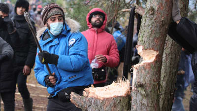 Miehet kaatavat puuta kirveellä.