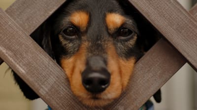 Hund tittar ut genom ett staket.