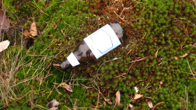 flaska i gräs