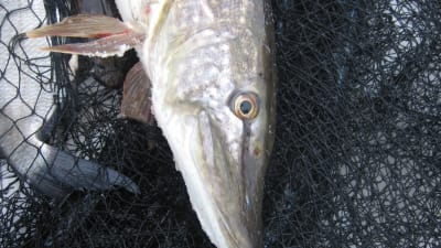 Gädda