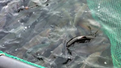 Regnbågslax skall tas upp ur fiskburen