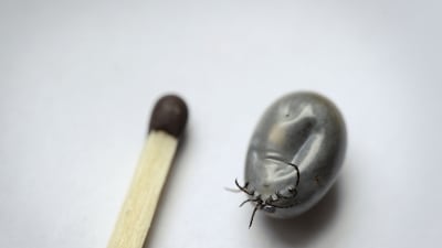 Fästingarna är små och svåra att hitta ibland men det lönar sig att anstränga sig för att avlägsna dem efter att man varit på skogspromenad. Bild: Yle/Seppo Sarkkinen