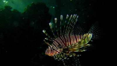 Drakfisk (Lionfish)