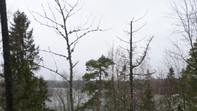 Vy mot Lojosjön från Liessaari.