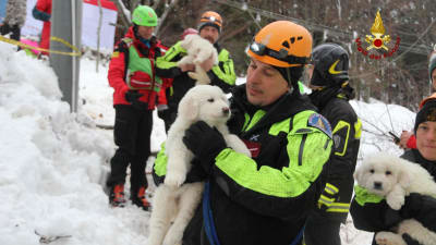 Hundvalpar räddas efter lavin i Abruzzo.