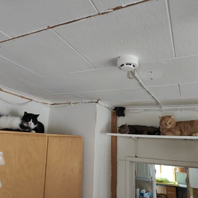 Fyra katter ligger och vilar på hög höjd inomhus. 